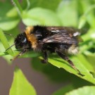 Bombus norvegicus
Hochgeladen am 26.04.2014 von Nahid