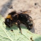 Bombus norvegicus 3
Hochgeladen am 26.04.2014 von Nahid