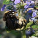 Bombus norvegicus -rote Haare T6
Hochgeladen am 24.04.2014 von Nahid