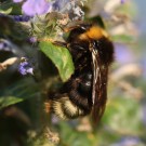 Bombus norvegicus Königin
Hochgeladen am 03.06.2014 von Nahid