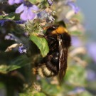 Bombus norvegicus - rote Haare T6 (2)
Hochgeladen am 24.04.2014 von Nahid