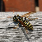 Polistes dominula - Bauarbeit 1
Hochgeladen am 30.04.2014 von Nahid