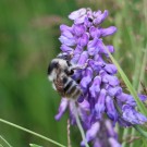 B. sylvarum 1
Hochgeladen am 21.06.2016 von Nahid