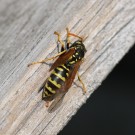 Polistes dominula - Bauarbeit 1
Hochgeladen am 30.04.2014 von Nahid