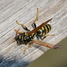 Polistes dominula - Bauarbeit 3
Hochgeladen am 30.04.2014 von Nahid