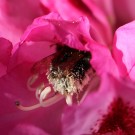 Wiesenhummel an Rhododendron 2
Hochgeladen am 08.05.2014 von Nahid