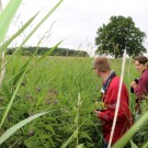 Beinwell-Feld Elbdeich
Hochgeladen am 21.06.2016 von Nahid