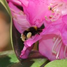 Wiesenhummel an Rhododendron 3
Hochgeladen am 08.05.2014 von Nahid