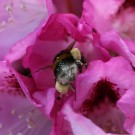 Erdhummelarbeiterin an Rhododendron 2
Hochgeladen am 08.05.2014 von Nahid