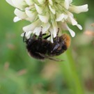 B. ruderarius ?
Hochgeladen am 20.06.2016 von Nahid