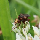 Sicus ferrugineus - Gemeine Breitstirnblasenkopffliege 3
Hochgeladen am 21.06.2016 von Nahid