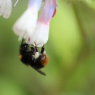 Wiesenhummel an Symphytum grandiflorum
Hochgeladen am 18.05.2014 von Nahid