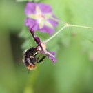 Wiesenhummel an Geranium phaeum
Hochgeladen am 18.05.2014 von Nahid