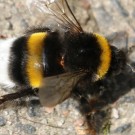 Stylops melitae?
Hochgeladen am 02.08.2016 von Nahid