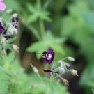 Wiesenhummel 2 am G. phaeum
Hochgeladen am 18.05.2014 von Nahid