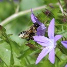 Megachile ssp. 1
Hochgeladen am 08.06.2015 von Nahid