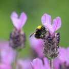 Wiesenhummel am Schopflavendel
Hochgeladen am 18.05.2014 von Nahid
