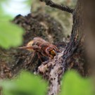 Hornisse beim Essen im Eichbaum 2
Hochgeladen am 10.06.2015 von Nahid