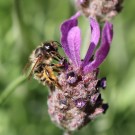 Wildbiene am Schopflavendel
Hochgeladen am 18.05.2014 von Nahid