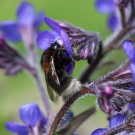 Baumhummeljungkönigin in Anchusa Azurea
Hochgeladen am 18.05.2014 von Nahid