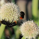 B. rupestris an Allium 2
Hochgeladen am 20.05.2014 von Nahid