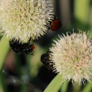 B. rupestris an Allium 3
Hochgeladen am 20.05.2014 von Nahid