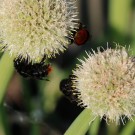 B. rupestris an Allium 3
Hochgeladen am 20.05.2014 von Nahid