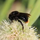 B. rupestris an Allium 5
Hochgeladen am 20.05.2014 von Nahid