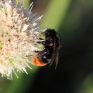 B. rupestris an Allium 7
Hochgeladen am 20.05.2014 von Nahid