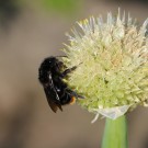 B. rupestris an Allium 9
Hochgeladen am 20.05.2014 von Nahid