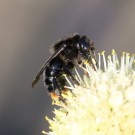 B. rupestris an Allium 10
Hochgeladen am 20.05.2014 von Nahid