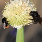 B. rupestris und Steinhummel? an Allium 11
Hochgeladen am 20.05.2014 von Nahid