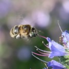 Anthophora quadrimaculata ?
Hochgeladen am 05.07.2015 von Nahid