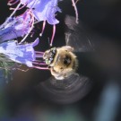 Anthophora quadrimaculata ? 2
Hochgeladen am 05.07.2015 von Nahid