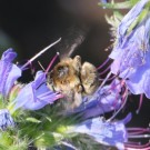 Anthophora quadrimaculata ? 3
Hochgeladen am 05.07.2015 von Nahid
