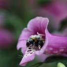 Gestatten - mein Name ist Gartenhummel
Hochgeladen am 23.05.2014 von Nahid