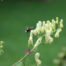 Aconitum vulparia blüht - und hat gleich einen Interessenten
Hochgeladen am 05.07.2015 von Nahid