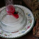 Zuckerwasser mit Ameisenschutz
Hochgeladen am 17.07.2015 von Nahid