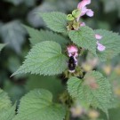 Melanistische Gartenhummel 3
Hochgeladen am 14.06.2015 von Nahid