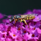 Philanthus triangulum
Hochgeladen am 20.07.2015 von Nahid