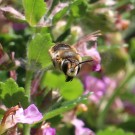 Große Wollbiene (Anthidium manicatum) 2
Hochgeladen am 20.07.2015 von Nahid