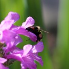 Gartenhummel an Stachys grandiflorum/Betonica macanthra KOCH
Hochgeladen am 01.06.2014 von Nahid