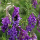 Erdhummel an viccia villosa - Blüteneinbruch
Hochgeladen am 07.06.2014 von Nahid