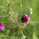 Erdhummel an viccia - Blüteneinbruch
Hochgeladen am 07.06.2014 von Nahid