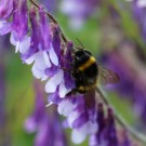 Erdhummel an viccia villosa - Blüteneinbruch 2
Hochgeladen am 07.06.2014 von Nahid