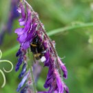 Erdhummel an viccia villosa - Blüteneinbruch 3
Hochgeladen am 07.06.2014 von Nahid