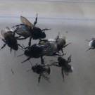 Volkszählung - die Altkönigin
Hochgeladen am 09.08.2015 von Nahid