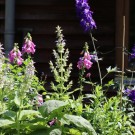 Salvia sclarea var. turkestanica
Hochgeladen am 24.06.2014 von Nahid