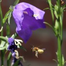 Wildbienen an Campalula persicifolia
Hochgeladen am 23.06.2014 von Nahid
