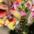 Wildbiene an Löwenmaul 2
Hochgeladen am 23.06.2014 von Nahid